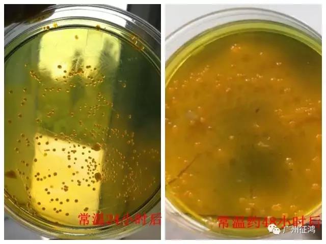 控制弧菌，补充总菌