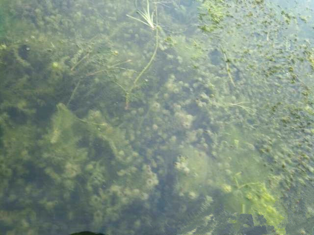 长时间的梅雨季，引起虾蟹塘水草挂脏、漂浮、腐烂、黑根