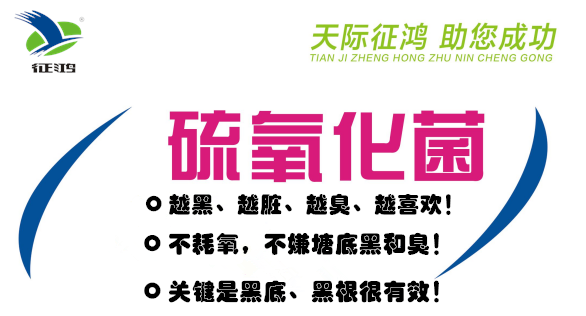 解决塘底发黑发臭、水草根部发黑、中毒偷死的根源