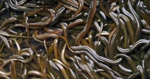 泥鳅气泡病防控：绿宝美+解毒底净宝